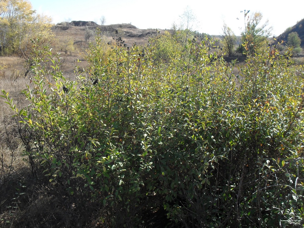 Image of Ligustrum vulgare specimen.