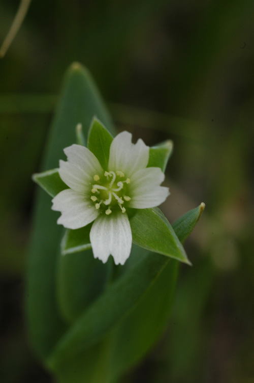 Image of Cerastium perfoliatum specimen.