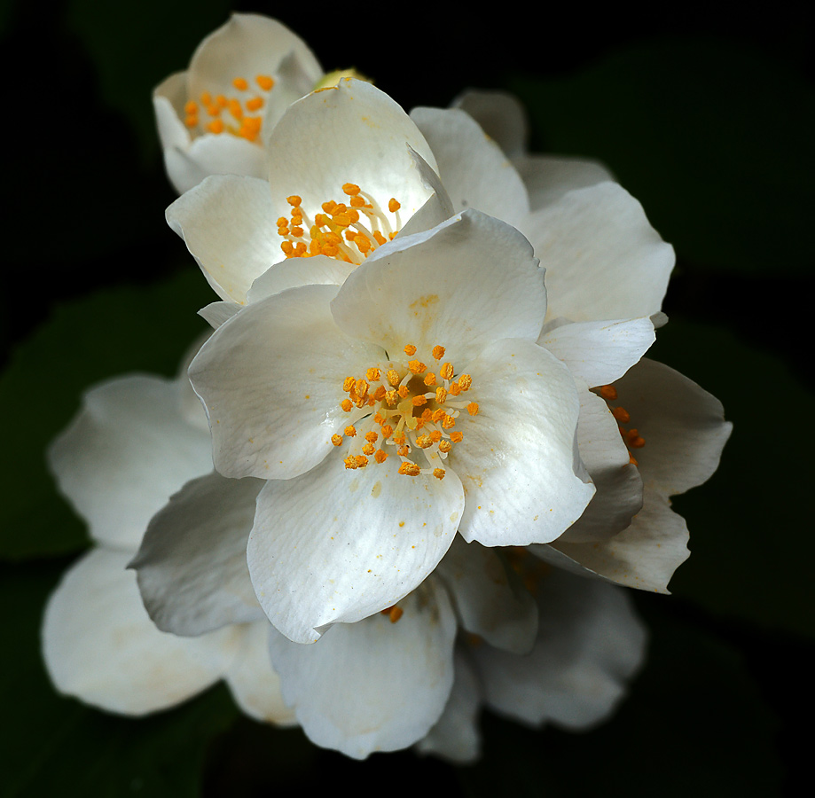 Image of Philadelphus coronarius specimen.