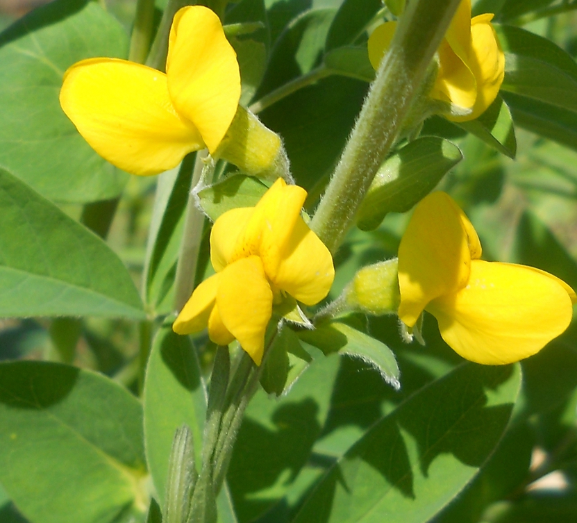 Image of Thermopsis villosa specimen.