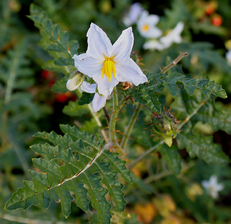 Изображение особи Solanum sisymbriifolium.