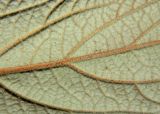 Viburnum rhytidophyllum. Оборотная сторона листа. Украина, г. Кривой Рог, ботанический сад. Январь 2013 г.