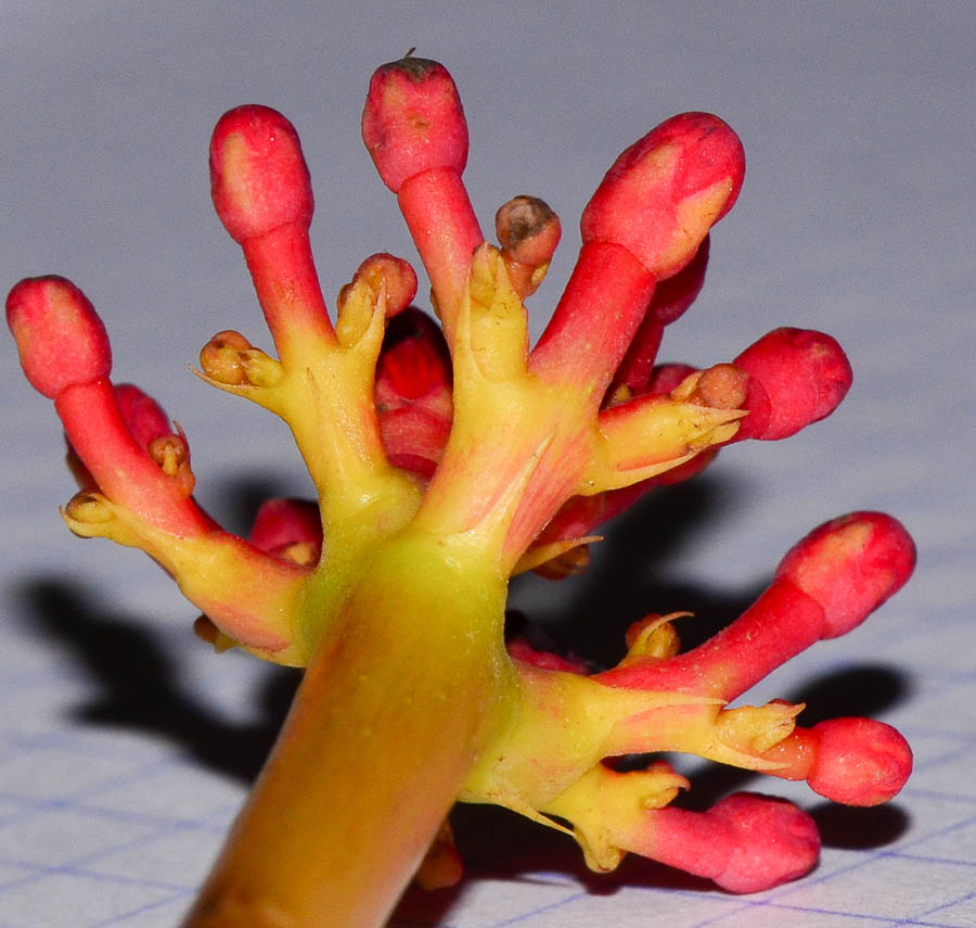 Image of Jatropha multifida specimen.