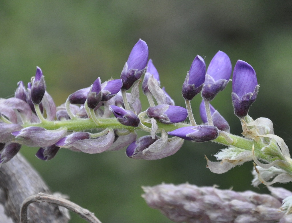 Image of genus Wisteria specimen.