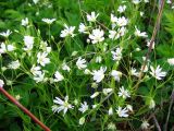 Stellaria holostea