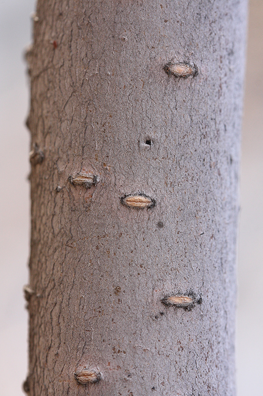 Image of genus Ulmus specimen.