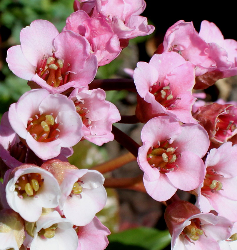 Изображение особи Bergenia crassifolia.