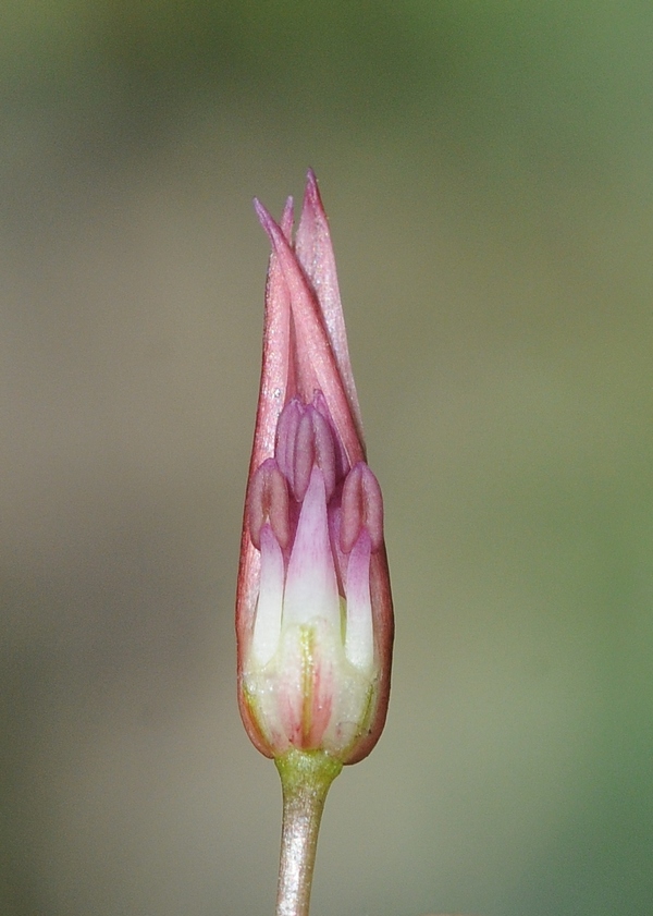 Image of Allium inconspicuum specimen.