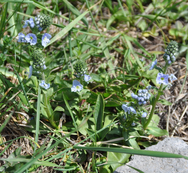 Image of Veronica gentianoides specimen.