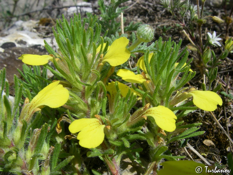 Image of Ajuga chia specimen.