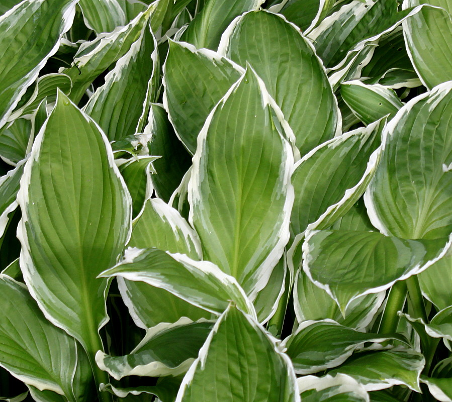 Изображение особи Hosta albomarginata.