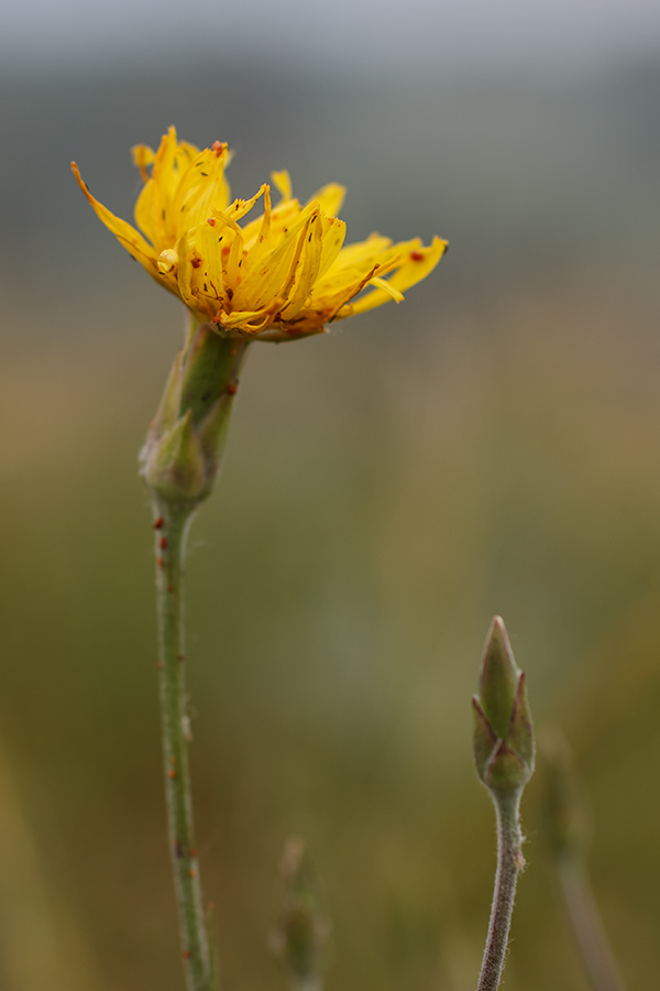 Image of Scorzonera taurica specimen.