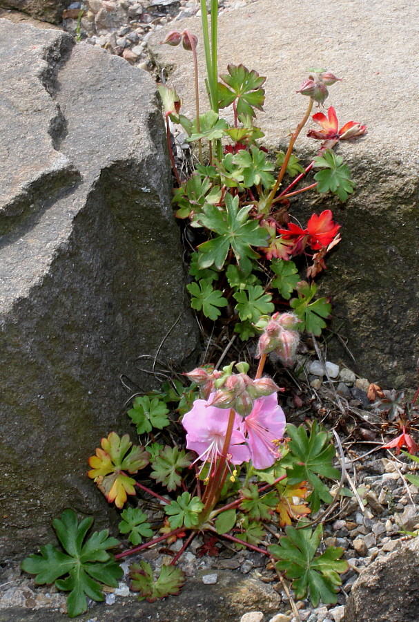 Изображение особи Geranium dalmaticum.