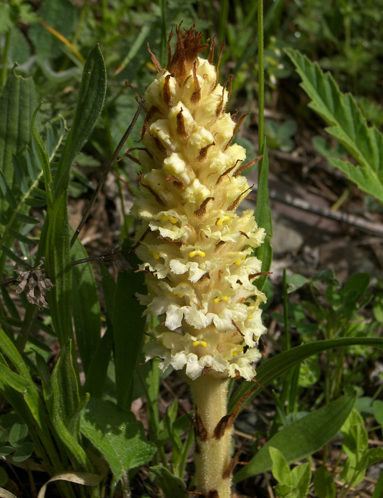 Image of Orobanche grossheimii specimen.