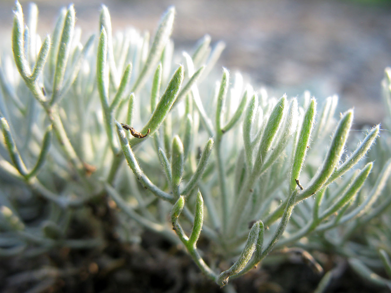 Image of Artemisia caucasica specimen.