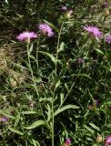 Centaurea jacea. Верхушка цветущего растения. Ростовская обл., дельта Дона, Азовский р-н, окр. хутора Донской. 24.07.2012.