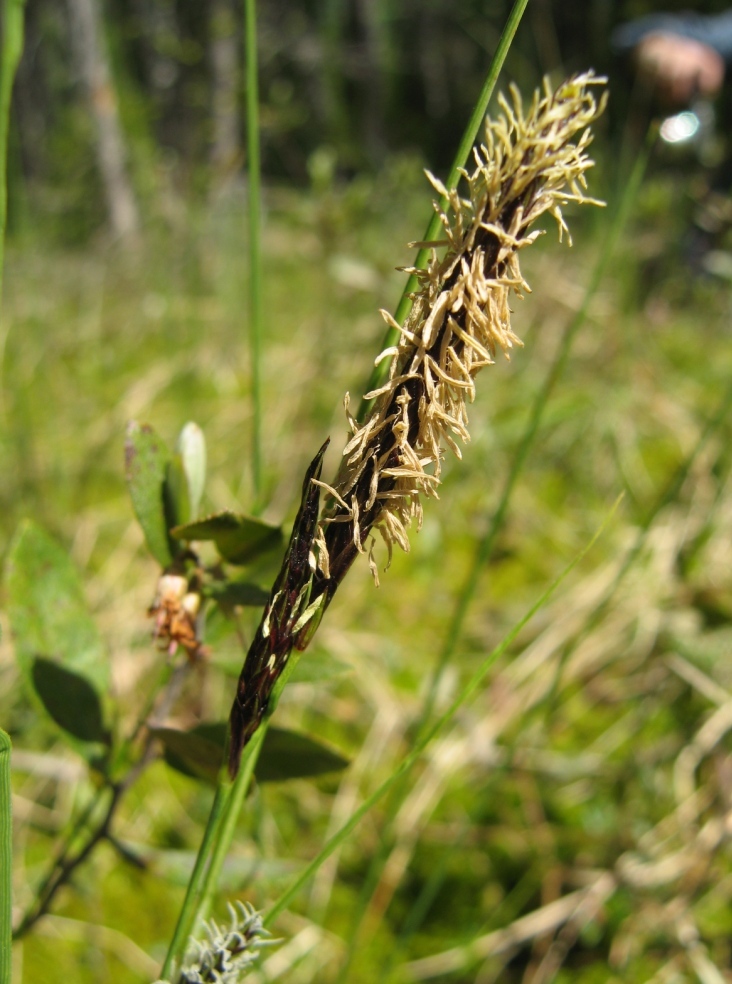 Image of Carex lasiocarpa specimen.