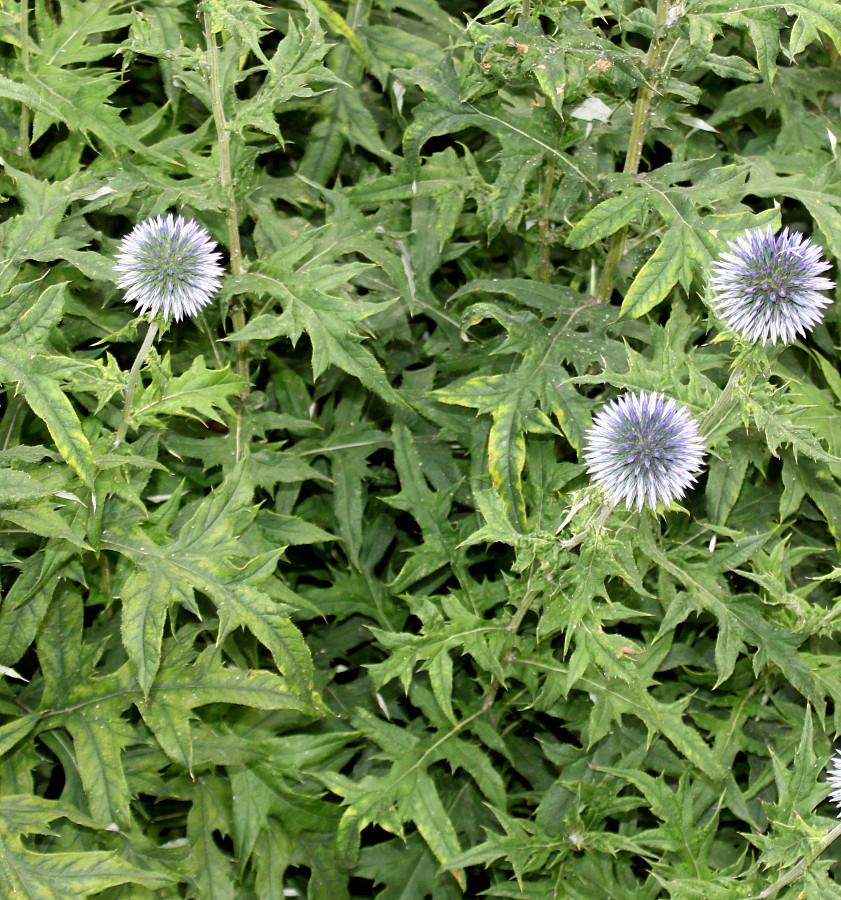 Изображение особи Echinops bannaticus.