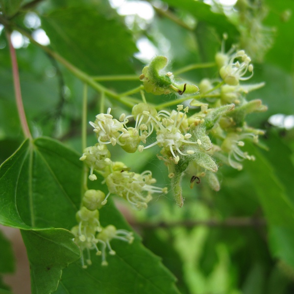 Image of Acer ginnala specimen.