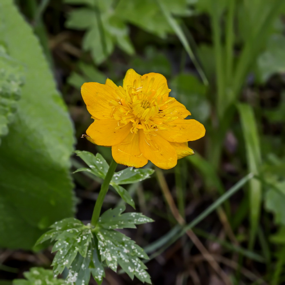 Image of Trollius dschungaricus specimen.