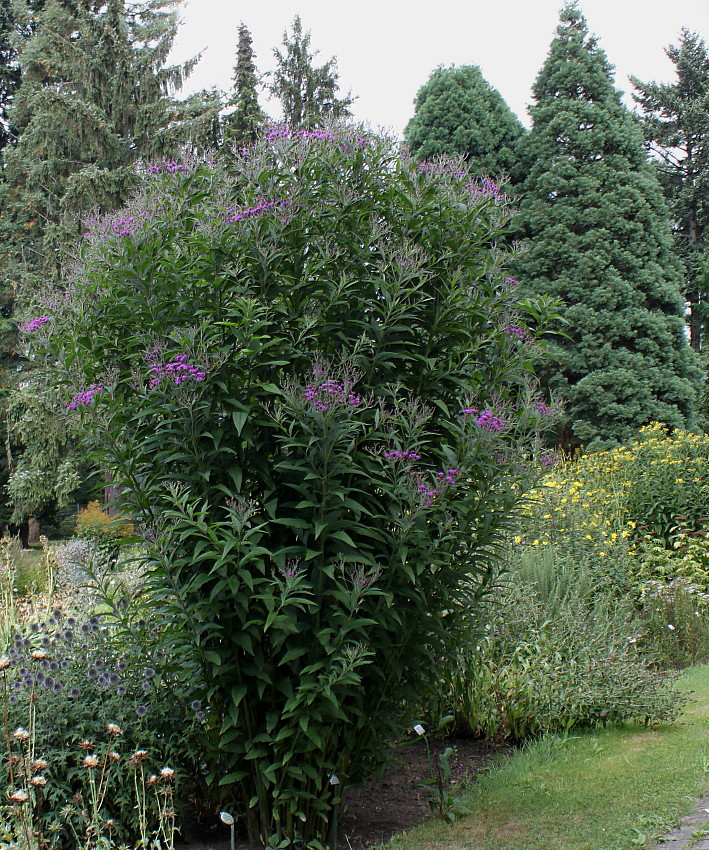 Image of Vernonia arkansana specimen.