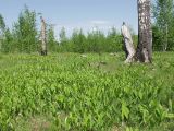 Convallaria majalis. Цветущие растения. Московская обл., Талдомский р-н. 22.05.2010.