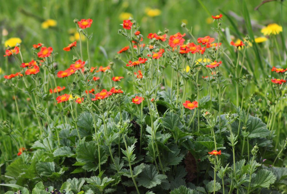 Image of Geum quellyon specimen.