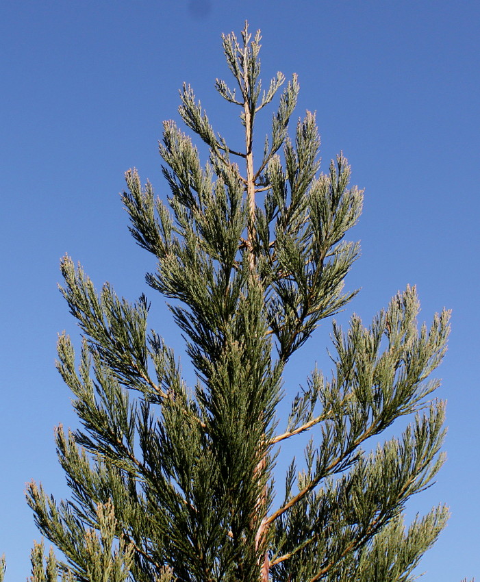 Image of Sequoiadendron giganteum specimen.