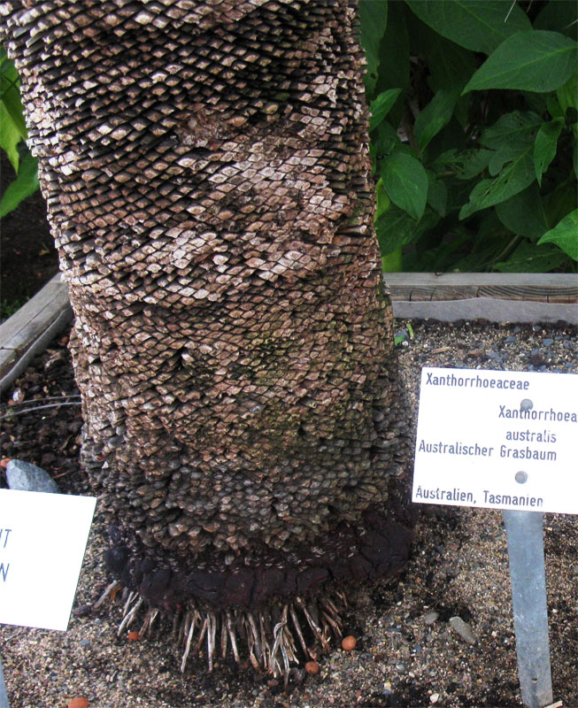 Image of Xanthorrhoea australis specimen.