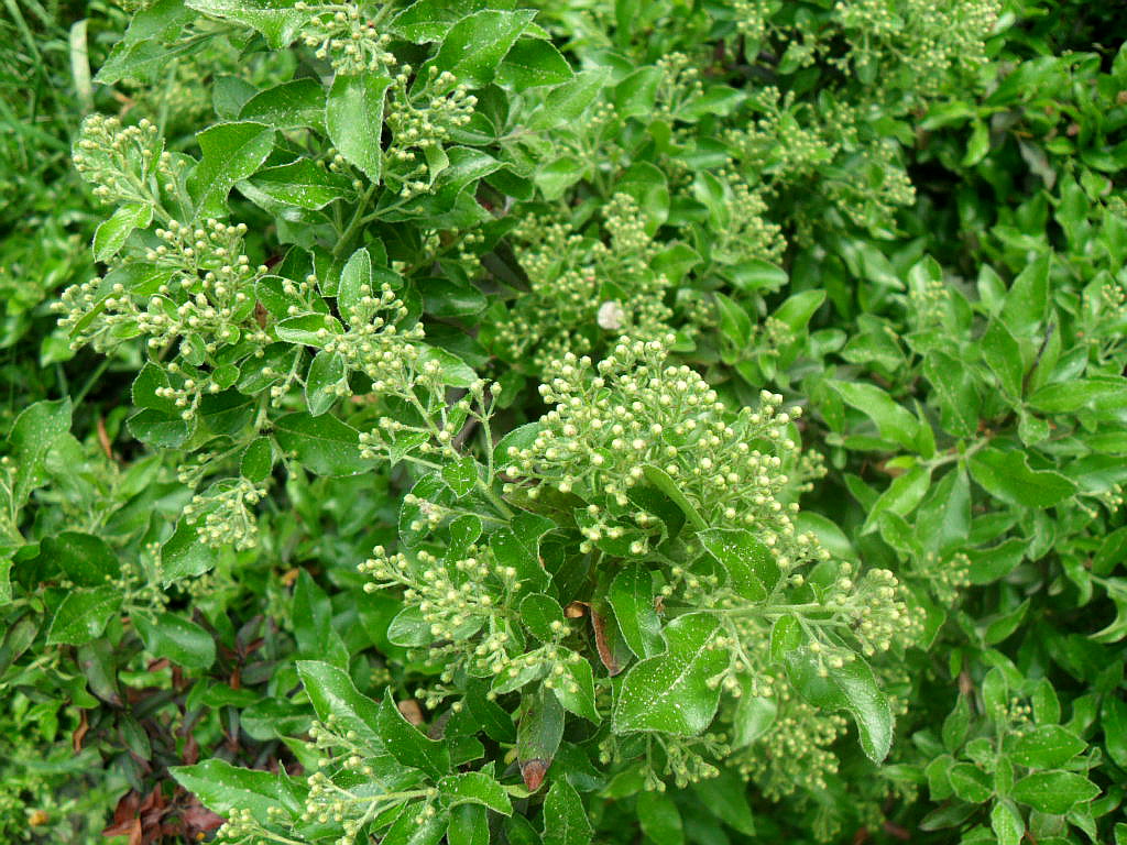 Image of Pyracantha coccinea specimen.