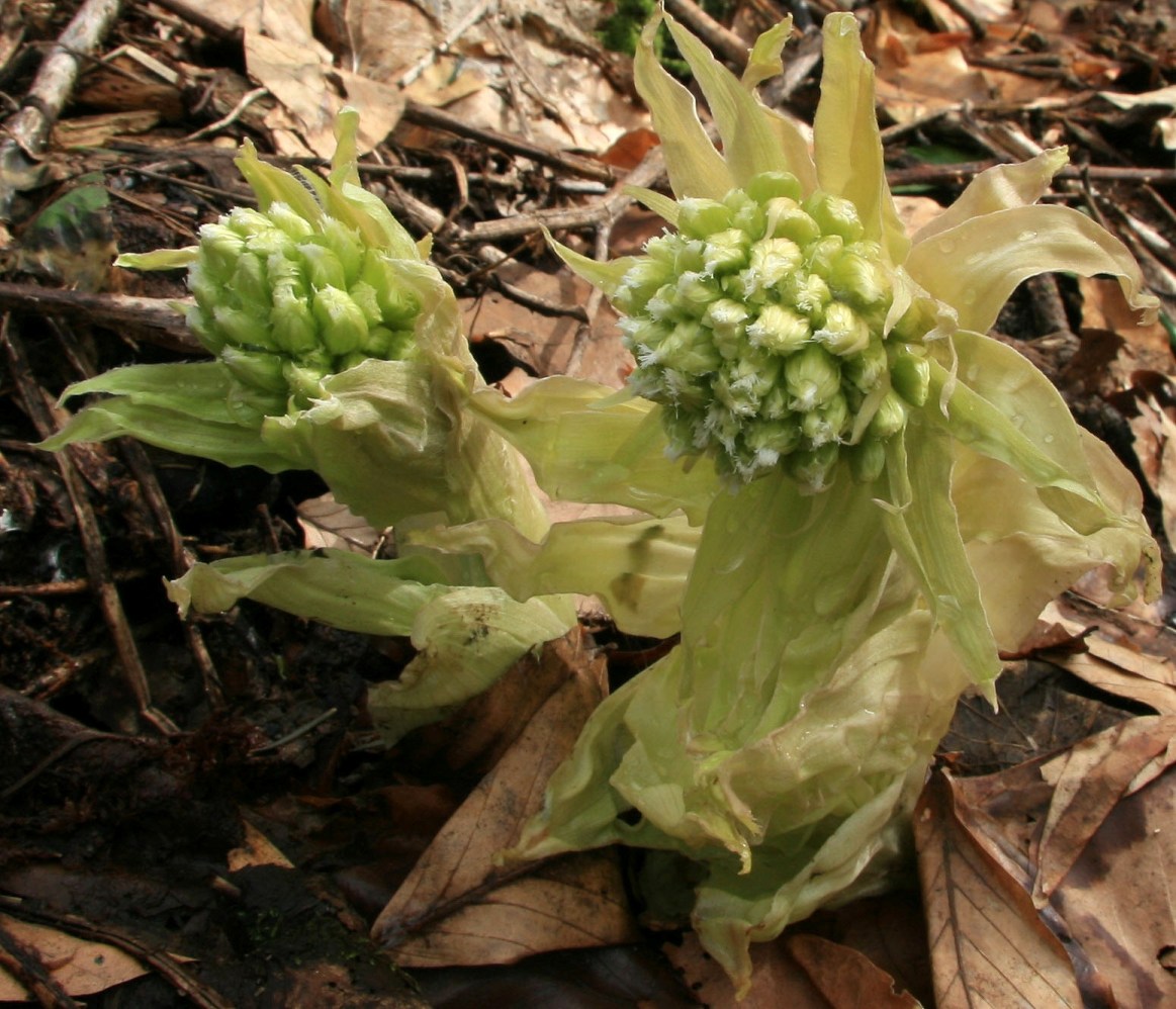 Image of Petasites albus specimen.