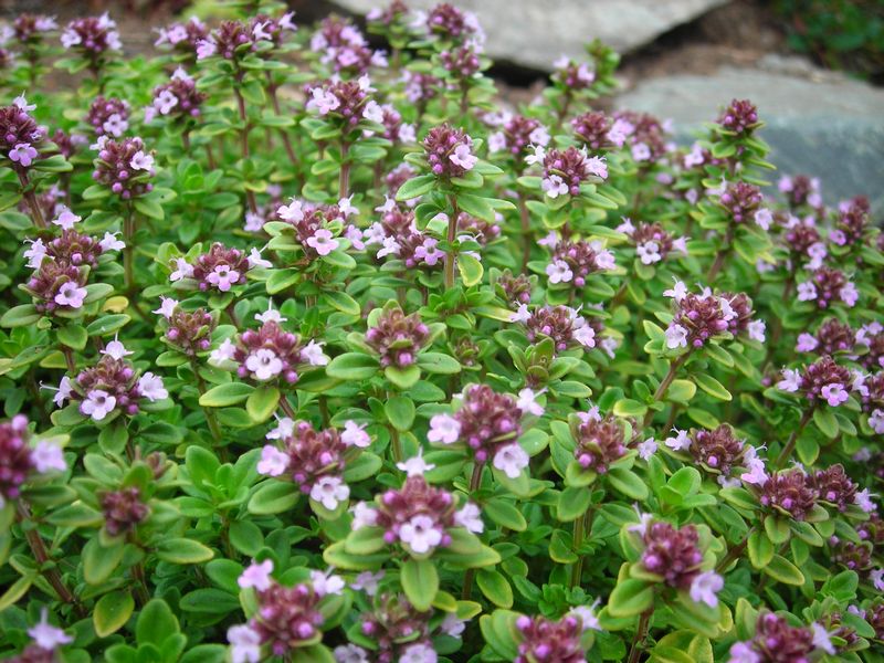 Image of Thymus pulegioides specimen.