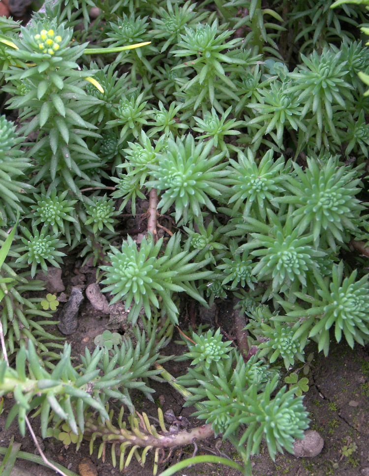 Image of Sedum forsterianum specimen.