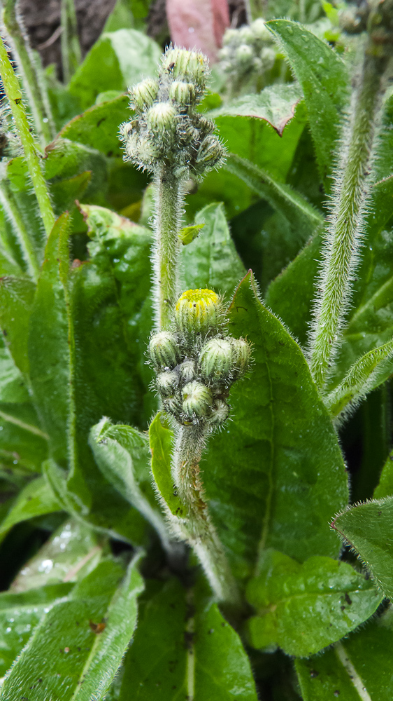 Image of genus Pilosella specimen.