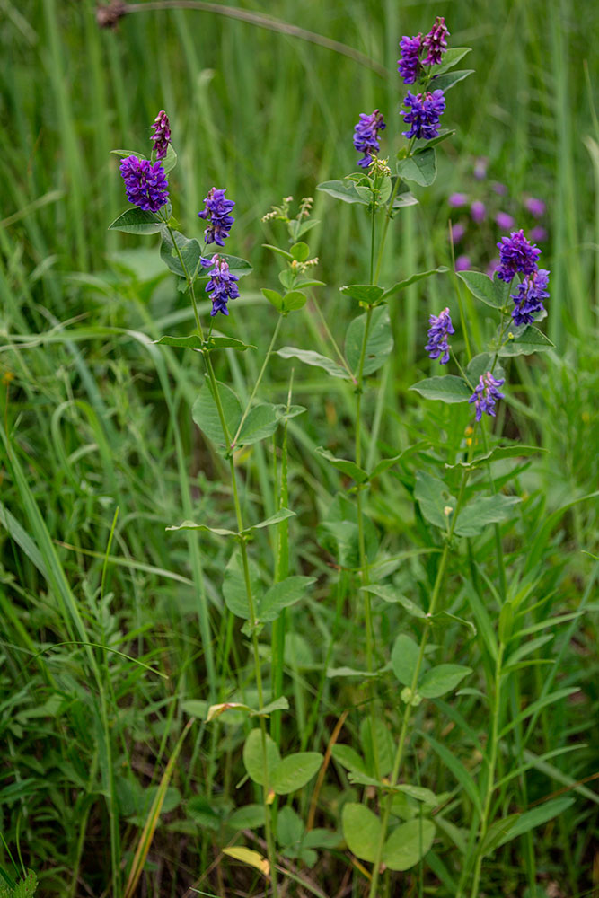 Изображение особи Vicia unijuga.