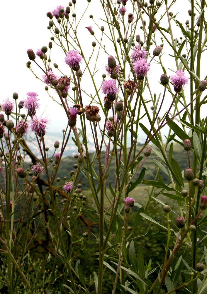 Image of Cirsium incanum specimen.