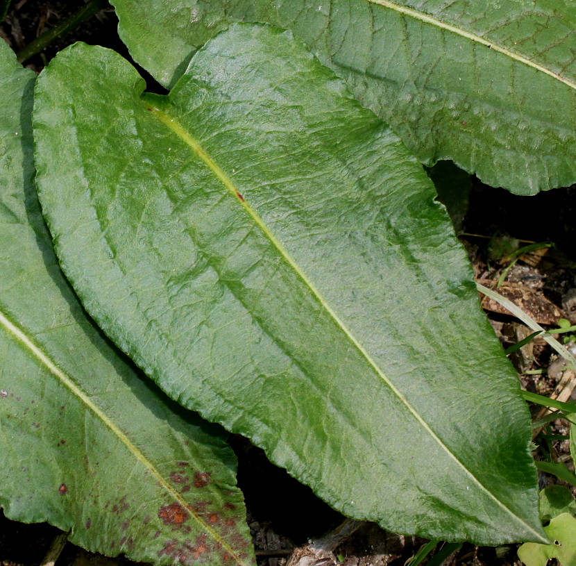 Image of genus Bistorta specimen.