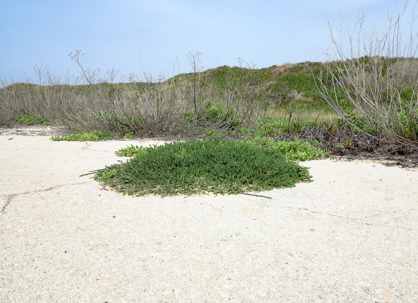 Image of Thymbra capitata specimen.