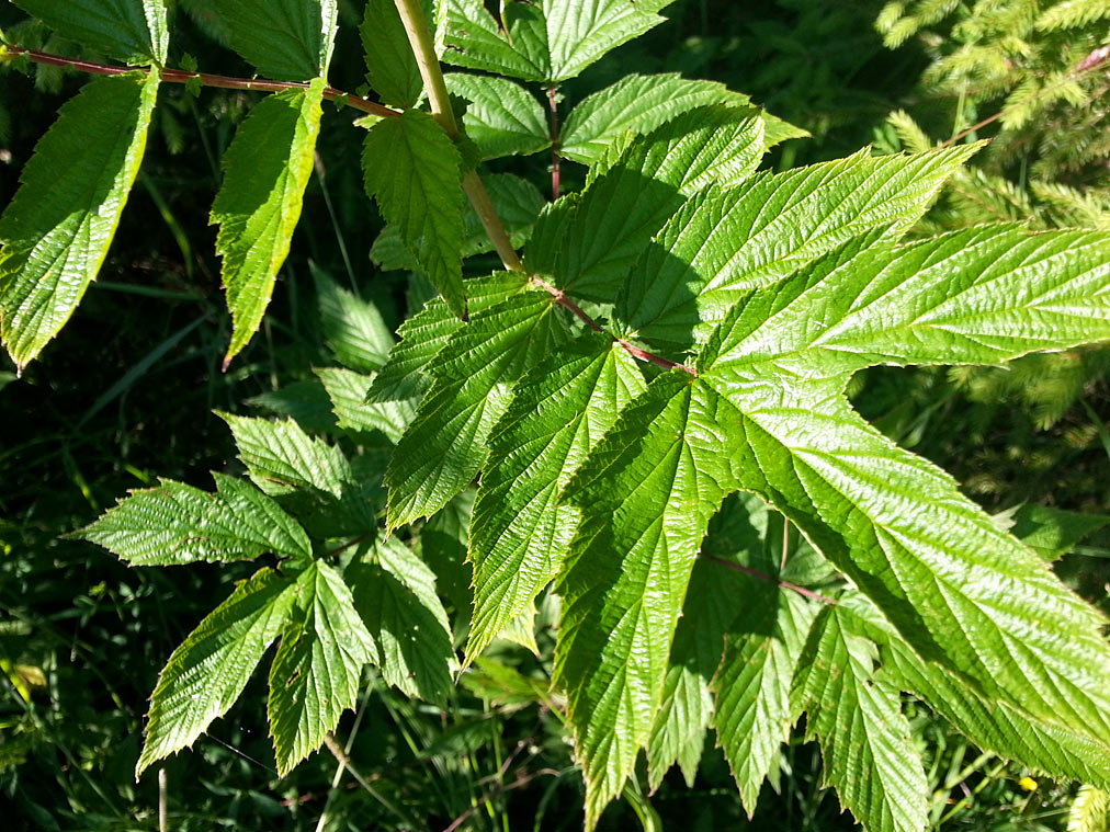 Image of Filipendula ulmaria specimen.