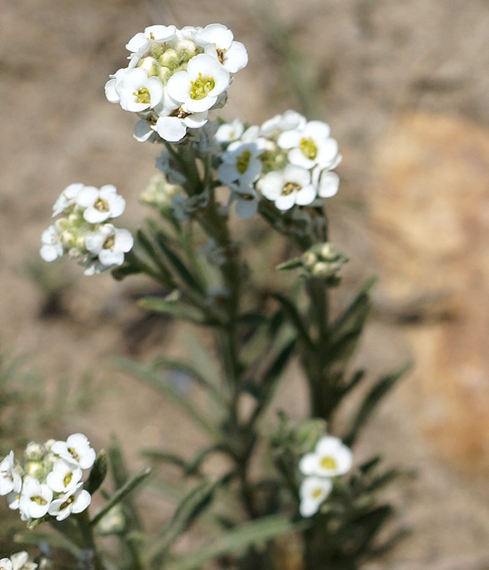 Image of Ptilotrichum tenuifolium specimen.