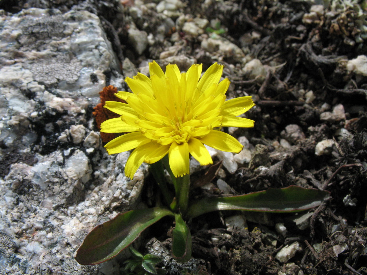 Image of Taraxacum pavlovii specimen.