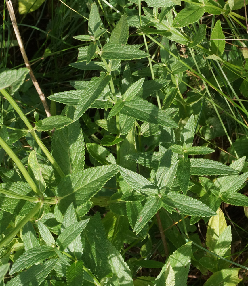 Image of Nepeta nuda specimen.