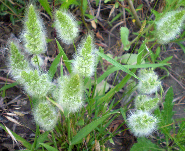 Image of Polypogon monspeliensis specimen.