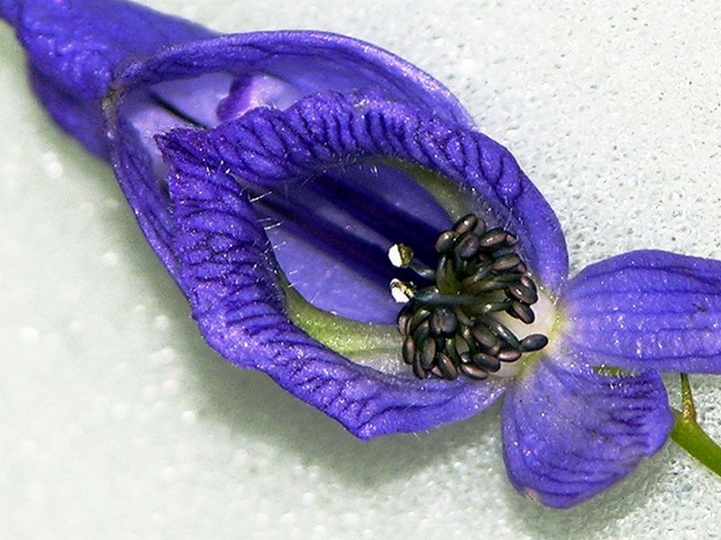 Image of Aconitum fischeri specimen.