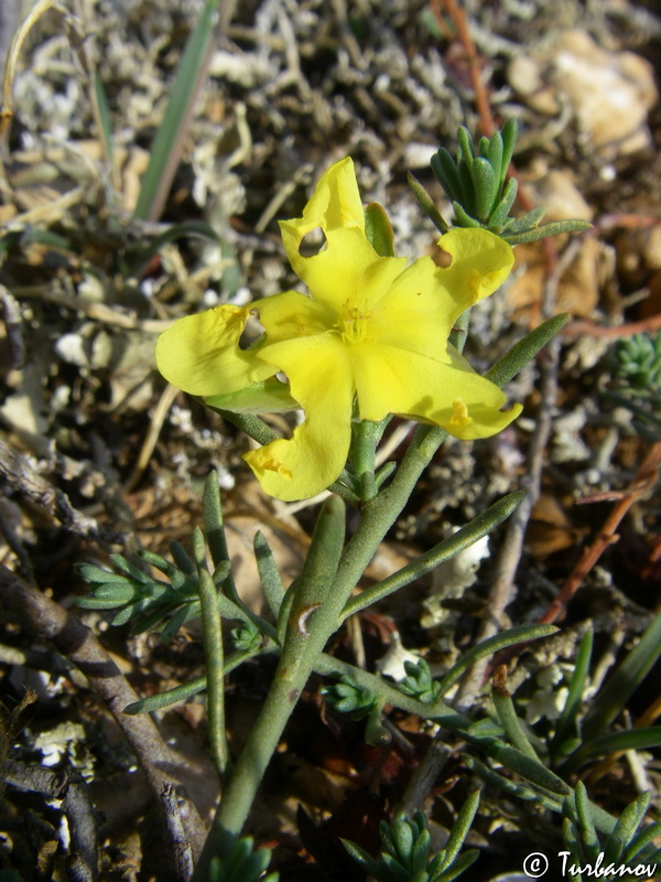 Image of Fumana procumbens specimen.