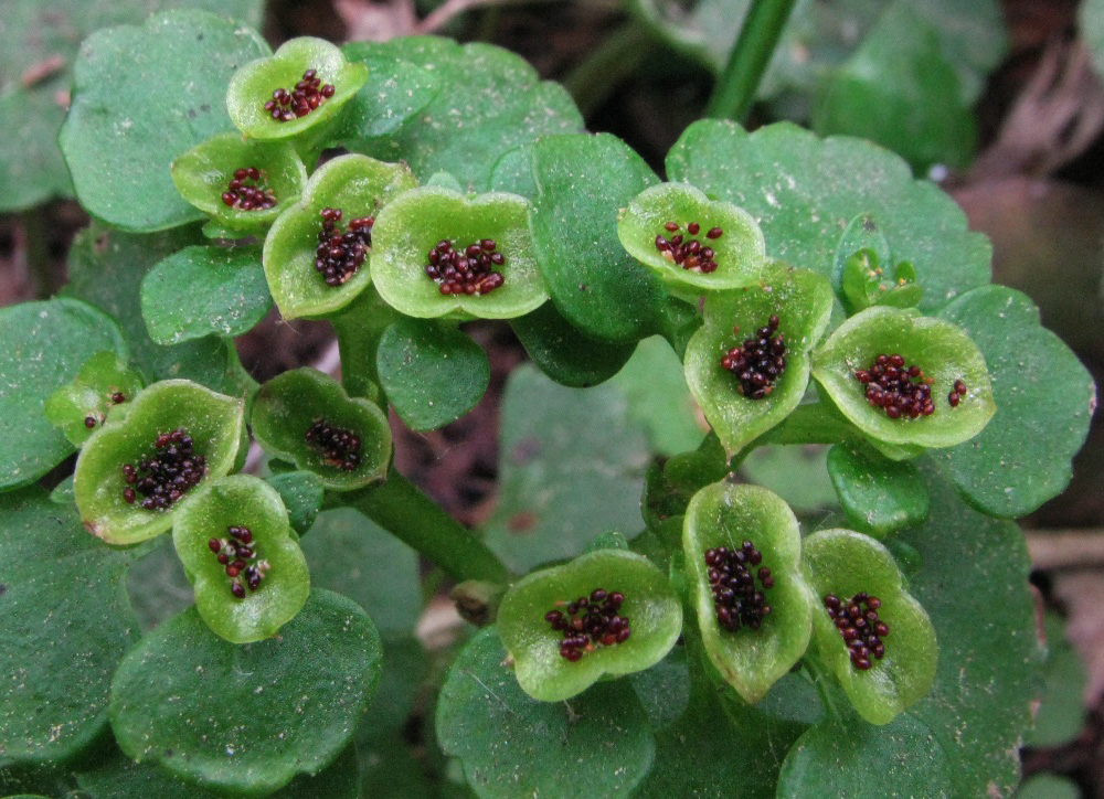 Image of Chrysosplenium alternifolium specimen.