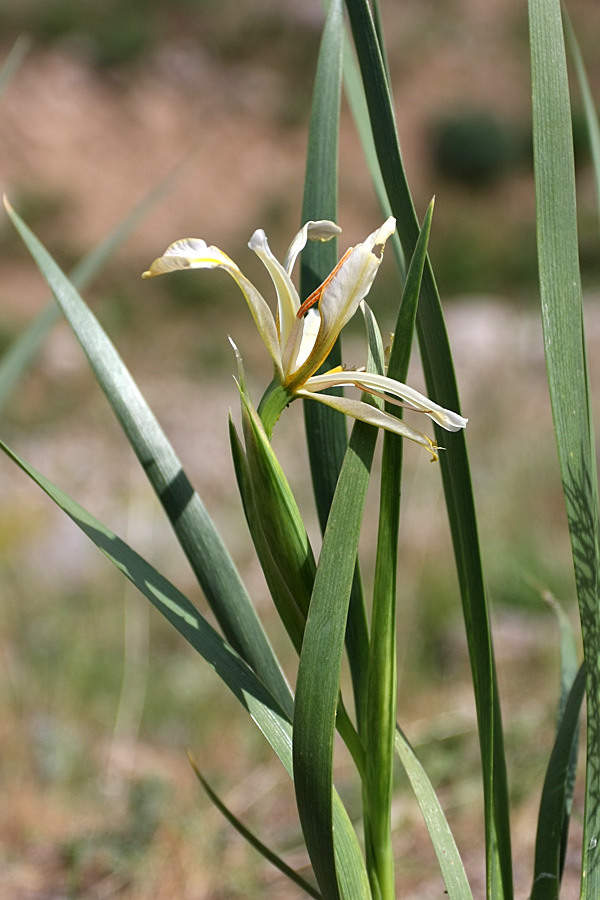 Image of Iris halophila specimen.