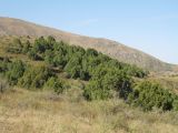 Juniperus semiglobosa