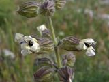 Salvia trautvetteri. Соцветие крупным планом. Южный Казахстан, горы Каракус. 07.05.2007.