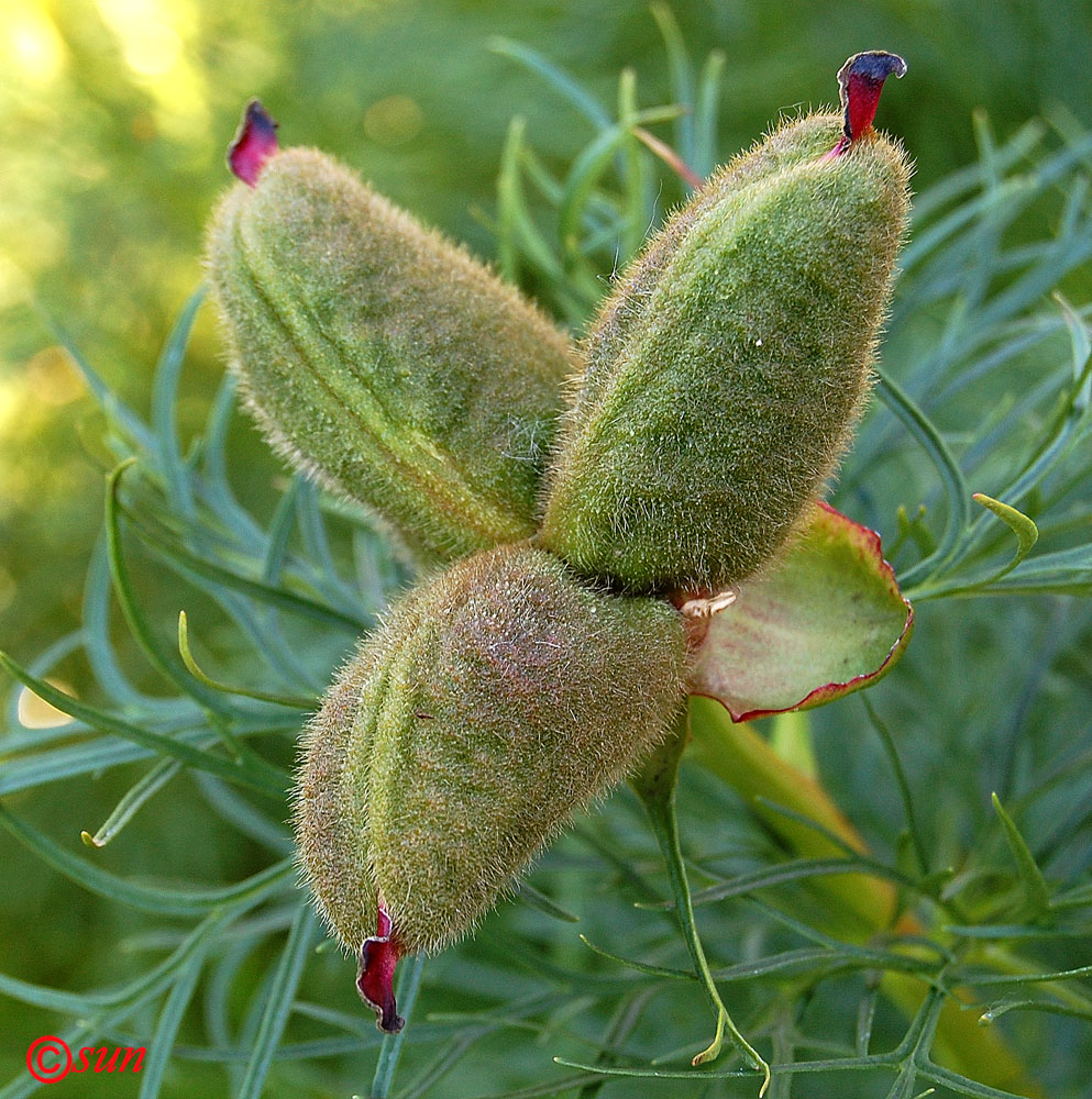 Image of Paeonia tenuifolia specimen.